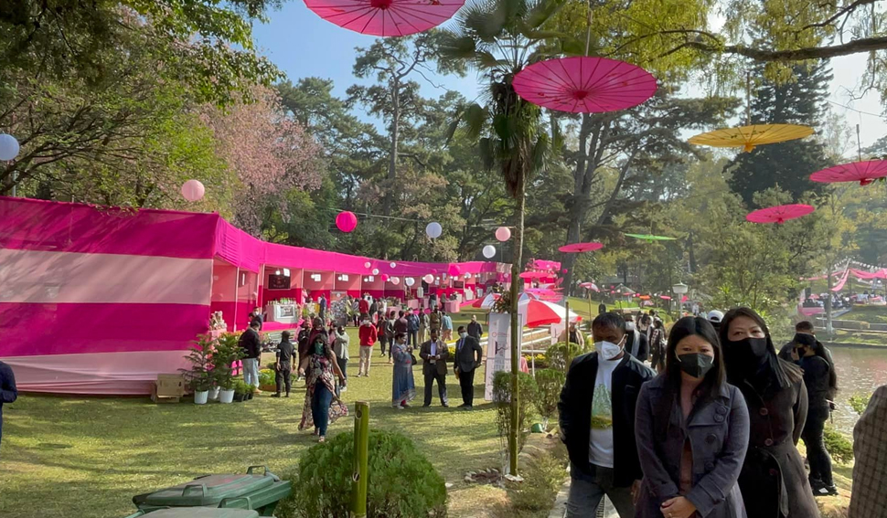Cherry Blossom Festival India