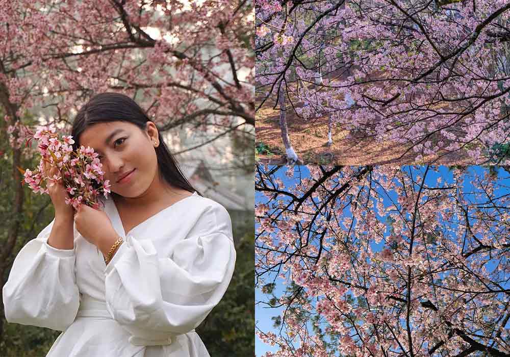 Cherry Blossom Fest 2025