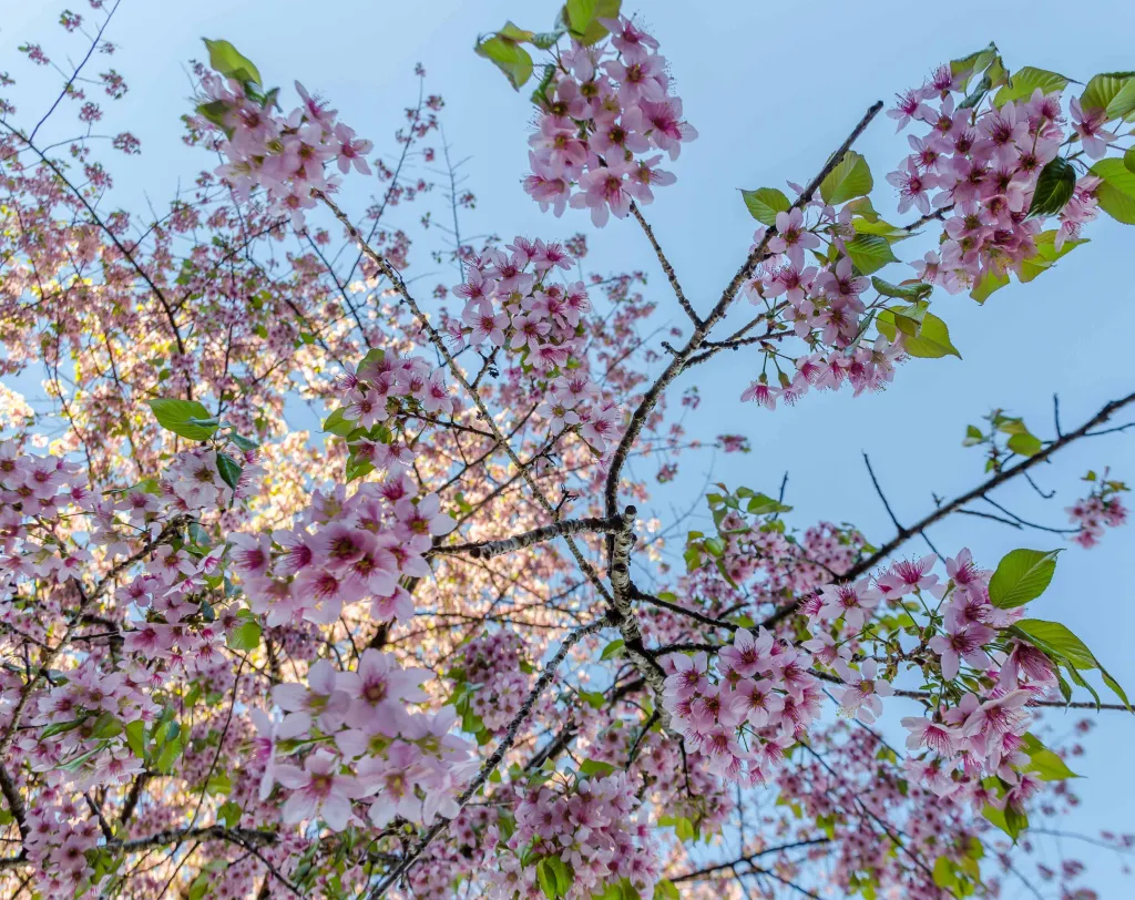 Cherry Blossom fest 2025