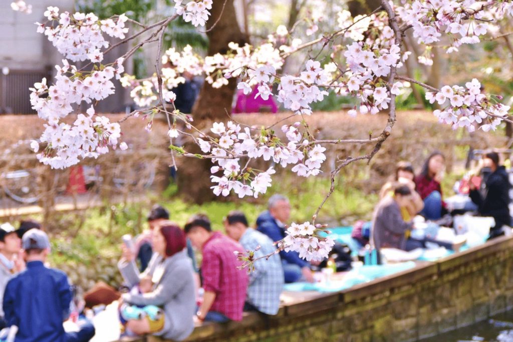Cherry Blossom Fest