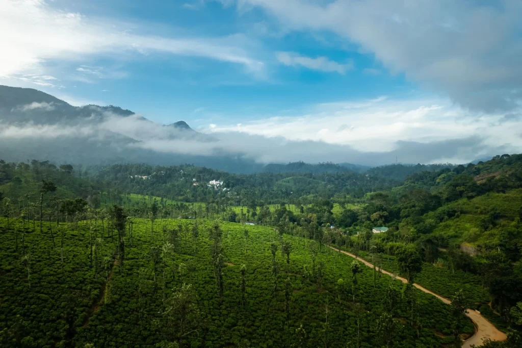 Lush tropical rainforest canopy in Wayanad, ideal for tech team digital detox retreats and psychological safety building activities