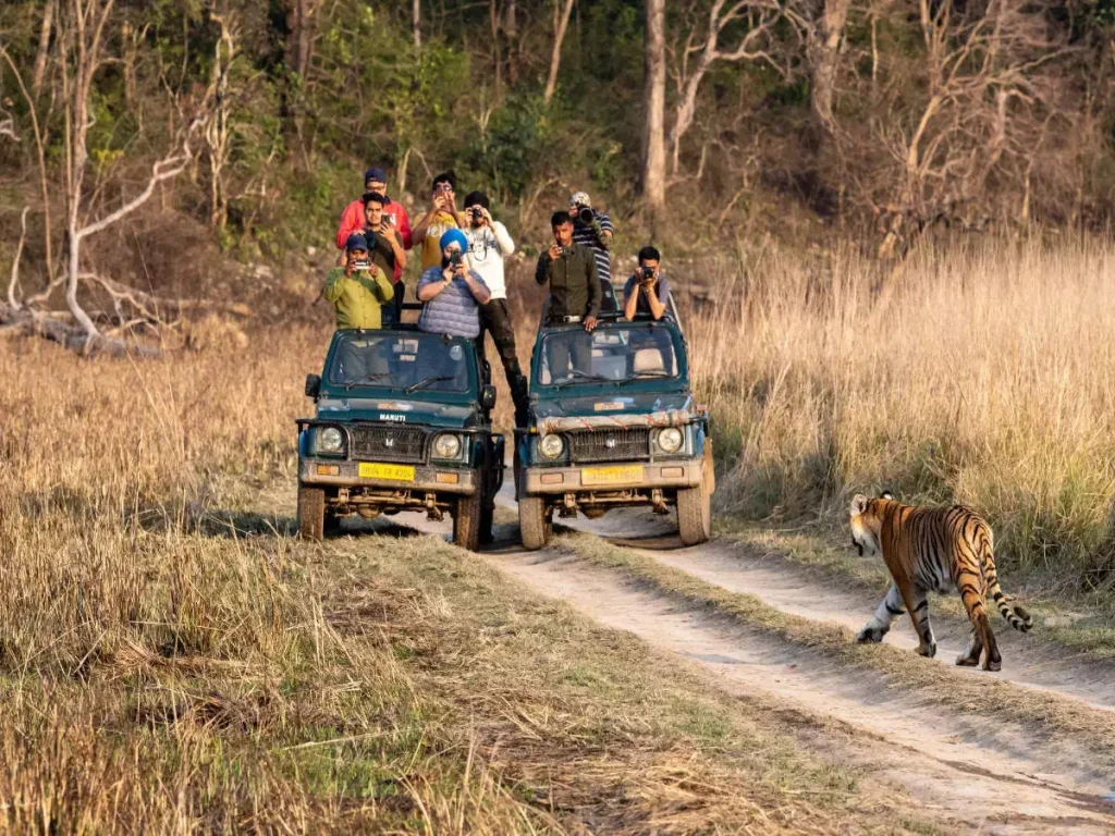 Two open-top green safari jeeps filled with corporate professionals taking photos of a Bengal tiger walking across a dirt path in the tall yellow grass of Jim Corbett National Park.