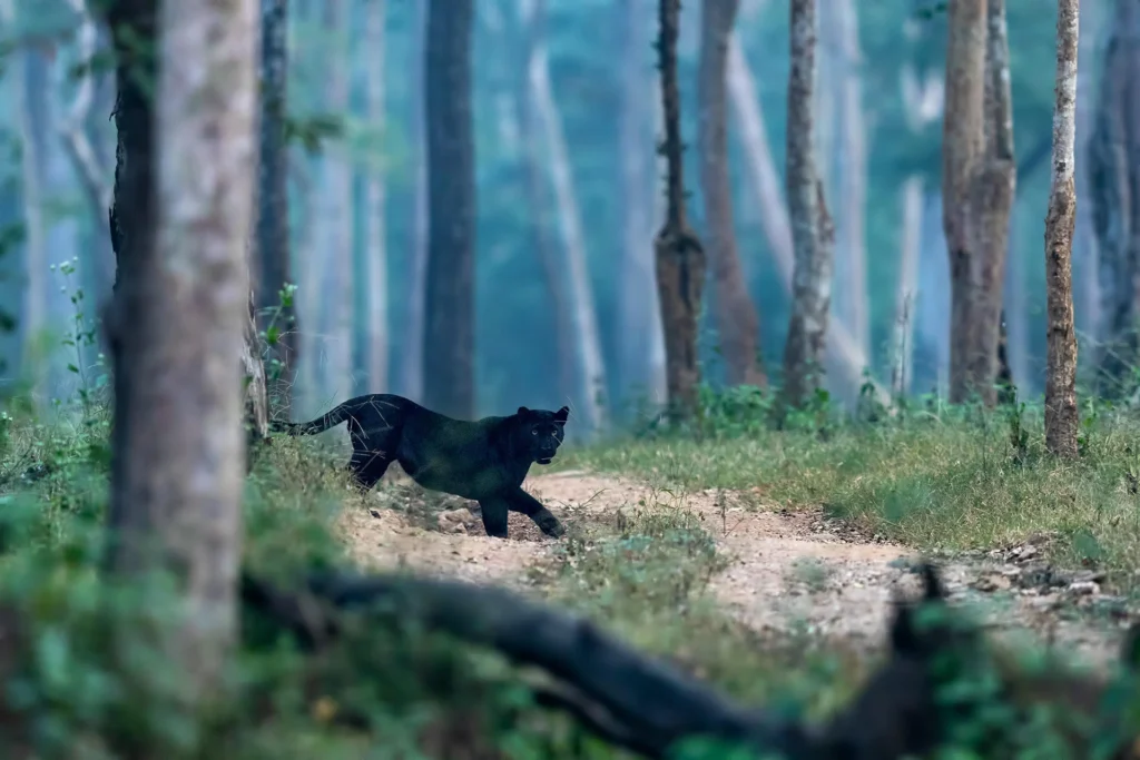 The elusive black panther 'Saya' on a tree branch in Kabini, a symbol of adaptive patience for corporate leadership teams